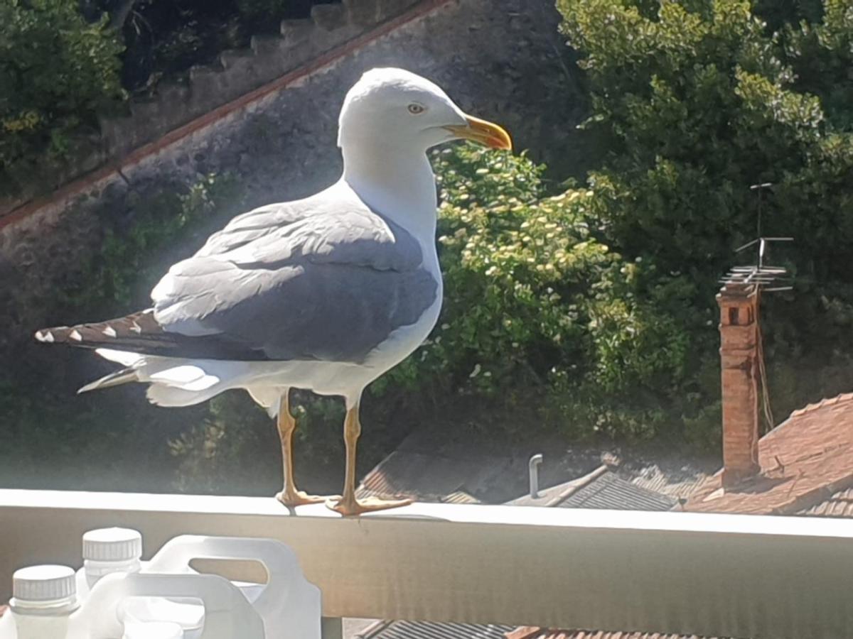 Luxurious Studio In Cannes 450M From Sea With Terrace And Air Conditioning And Private Parking 외부 사진